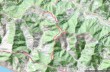 Trail ring Uscio - Passo Serra - Caravaggio