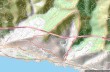 Trail Bogliasco - Sessarego - Bric Gianesi - Monte Giugo - Sant'Ilario