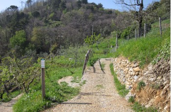 Randonnée en boucle dans le Parc de Portofino depuis Nozarego