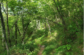 Trail von Rapallo nach S. Ambrogio bis Montallegro