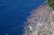 Trail von San Rocco di Camogli nach San Fruttuoso im Naturpark Portofino