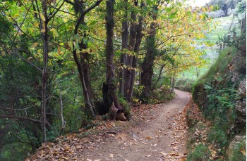 Spaziergang auf dem Monte di Portofino ab Nozarego