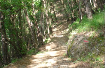 Rundweg Portofino Vetta - Pietre strette - Semaforo nuovo