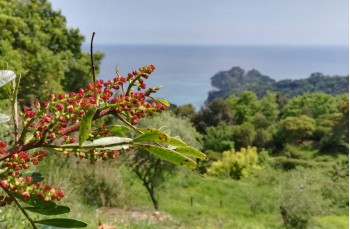 Der Tierweg im Naturpark Portofino