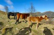 Rundweg mit Start in Teriasca in der Gemeinde Sori
