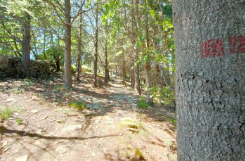 Trail ad anello da Pieve Ligure per Santa Croce.