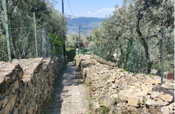 Wanderung zu Fuß von Ruta di Camogli nach Camogli
