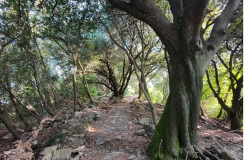 Route auf dem Monte di Portofino ab Ruta di Camogli