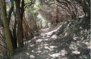 Rundweg von Santa Margherita Ligure nach San Fruttuoso di Camogli und zurück