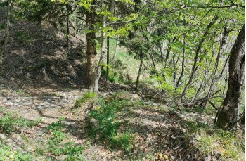 Trail Barbagelata - Montebruno