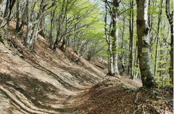 Trail Barbagelata - Montebruno