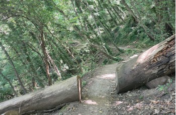 Ein kleiner Rundweg von 5 Kilometern ab San Rocco di Camogli