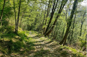 Rundweg San Quirico - Monte Pegge - San Maurizio