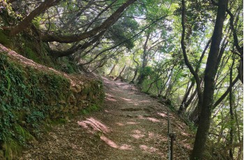 Trail ad anello Rapallo - San Rocco di Camogli - Semaforo nuovo - S. Margherita ligure