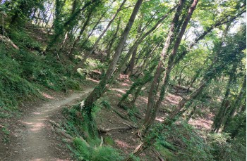Rundweg Rapallo - San Rocco di Camogli - Semaforo nuovo - S. Margherita ligure
