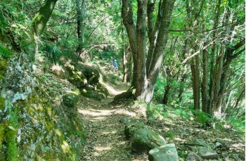 Route auf dem Monte di Portofino ab Ruta di Camogli