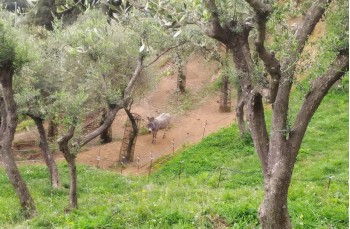 Trail ad anello nel Parco di Portofino da Nozarego
