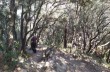 Ein Spaziergang auf den Hügeln des Tigullio von Chiavari nach Zoagli